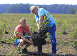 Borówki 100 dni od posadzenia. Nie spodziewali się takiego efektu!