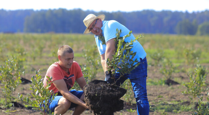 Borówki 100 dni od posadzenia. Nie spodziewali się takiego efektu!