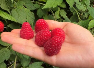 Serena – malina o wysokim potencjale plonotwórczym