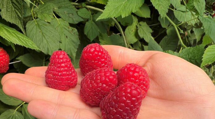 Serena – malina o wysokim potencjale plonotwórczym