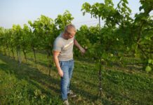 Z pasji do winorośli i borówek