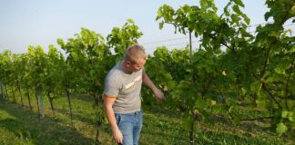 Z pasji do winorośli i borówek