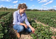 Jesień na plantacji truskawek. Warto zrobić lustrację