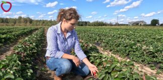 Jesień na plantacji truskawek. Warto zrobić lustrację