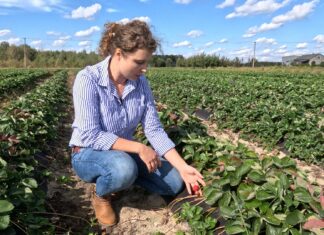 Jesień na plantacji truskawek. Warto zrobić lustrację