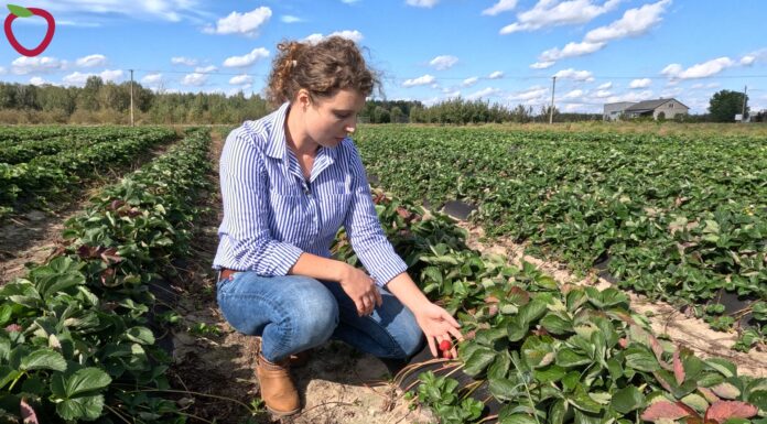 Jesień na plantacji truskawek. Warto zrobić lustrację