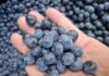 Eksperci wieszczą dalszy wzrost światowego eksportu borówki. A co z Polską?