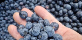 Dlaczego Julietta jest tak skuteczna i wyróżnia się na tle innych produktów?