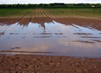 Powódź w Polsce. Specjalne rozwiązania prawne dla rolników