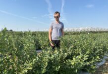 Te szokujące wyniki zmienią twoje podejście do uprawy borówki!