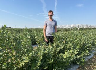 Te szokujące wyniki zmienią twoje podejście do uprawy borówki!