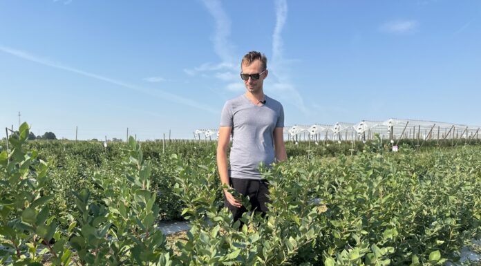 Te szokujące wyniki zmienią twoje podejście do uprawy borówki!