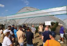 Te produkty zapewniają lepsze plonowanie malin i jeżyn – technologia węglowa