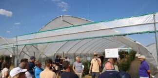 Te produkty zapewniają lepsze plonowanie malin i jeżyn – technologia węglowa