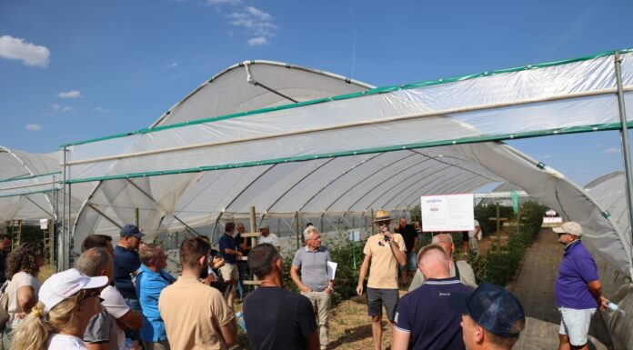 Te produkty zapewniają lepsze plonowanie malin i jeżyn – technologia węglowa