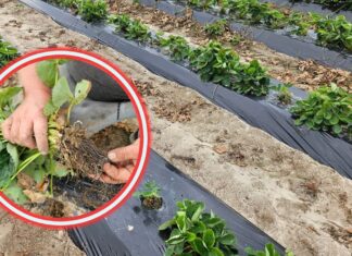 Truskawki do likwidacji po 2 miesiącach. Sadzonki zawiodły