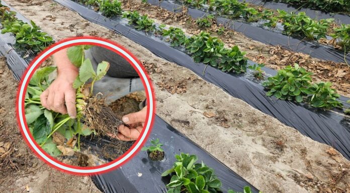 Truskawki do likwidacji po 2 miesiącach. Sadzonki zawiodły