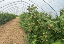 Nawozy z jodem w uprawie malin to nie tylko lepsze plonowanie