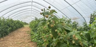 Nawozy z jodem w uprawie malin to nie tylko lepsze plonowanie