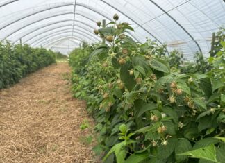 Nawozy z jodem w uprawie malin to nie tylko lepsze plonowanie