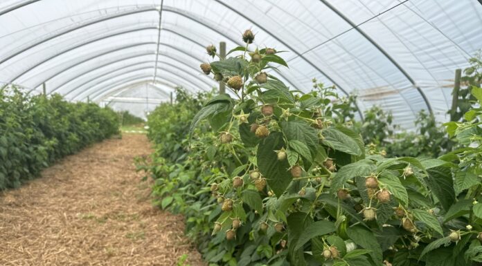 Nawozy z jodem w uprawie malin to nie tylko lepsze plonowanie
