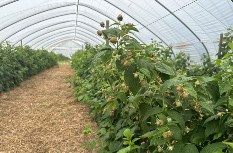 Nawozy z jodem w uprawie malin to nie tylko lepsze plonowanie