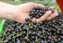 Zakazana uprawa czarnych porzeczek!