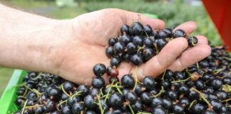 Zakazana uprawa czarnych porzeczek!