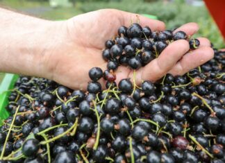 Zakazana uprawa czarnych porzeczek!