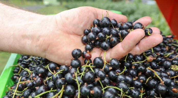 Zakazana uprawa czarnych porzeczek!