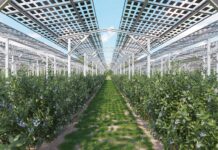 Agrowoltaika: innowacyjne rozwiązanie dla upraw jagodowych