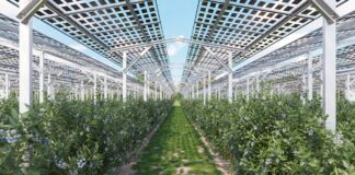 Agrowoltaika: innowacyjne rozwiązanie dla upraw jagodowych