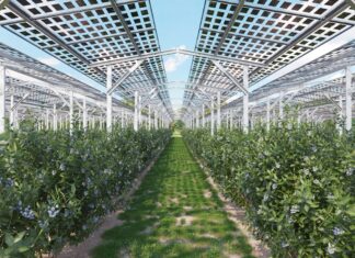 Agrowoltaika: innowacyjne rozwiązanie dla upraw jagodowych