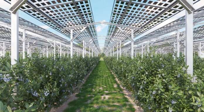 Agrowoltaika: innowacyjne rozwiązanie dla upraw jagodowych