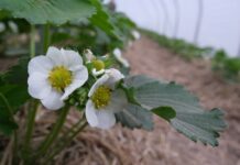 Wsparcie dla jagodowych producentów. Nawet 6000 zł do 1 ha!