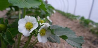 Wsparcie dla jagodowych producentów. Nawet 6000 zł do 1 ha!