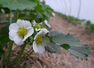 Wsparcie dla jagodowych producentów. Nawet 6000 zł do 1 ha!