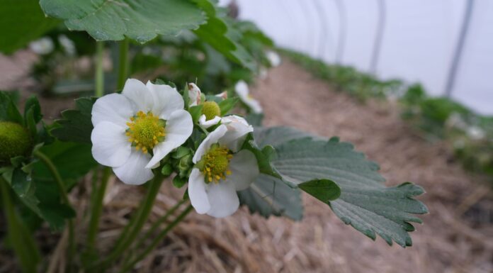 Wsparcie dla jagodowych producentów. Nawet 6000 zł do 1 ha!