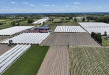 Polska jagodową potęga. Ponad 106 tysięcy hektarów!