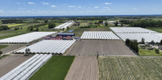 Polska jagodową potęga. Ponad 106 tysięcy hektarów!