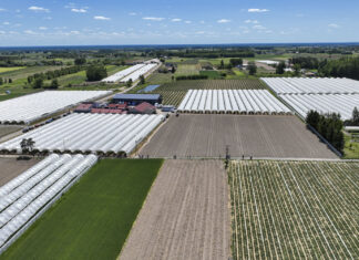 Polska jagodową potęga. Ponad 106 tysięcy hektarów!