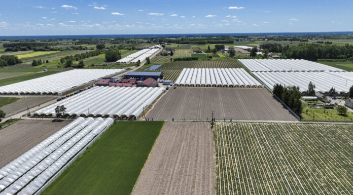 Polska jagodową potęga. Ponad 106 tysięcy hektarów!