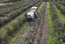 Trzeba zmienić podejście. 16 ton borówki z hektara