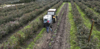 Trzeba zmienić podejście. 16 ton borówki z hektara