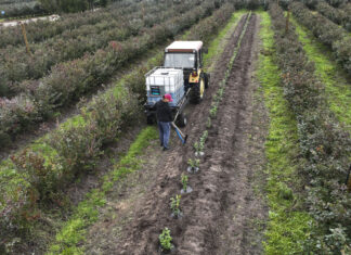 Trzeba zmienić podejście. 16 ton borówki z hektara
