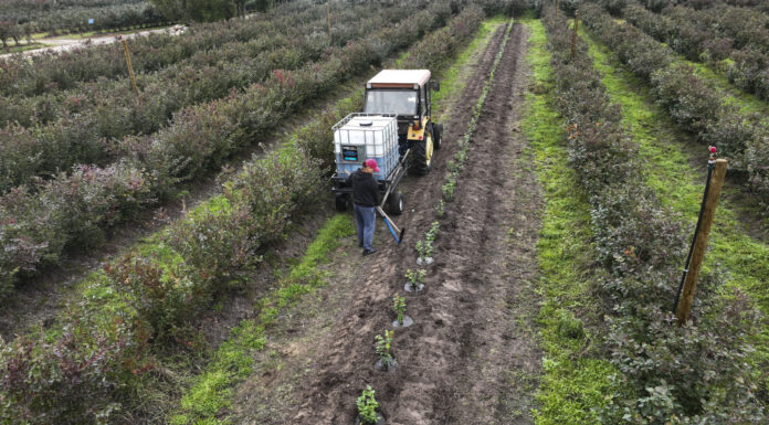Trzeba zmienić podejście. 16 ton borówki z hektara