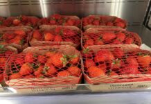 Ceny truskawki powtarzającej owocowanie w hurcie i detalu