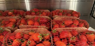 Ceny truskawki powtarzającej owocowanie w hurcie i detalu