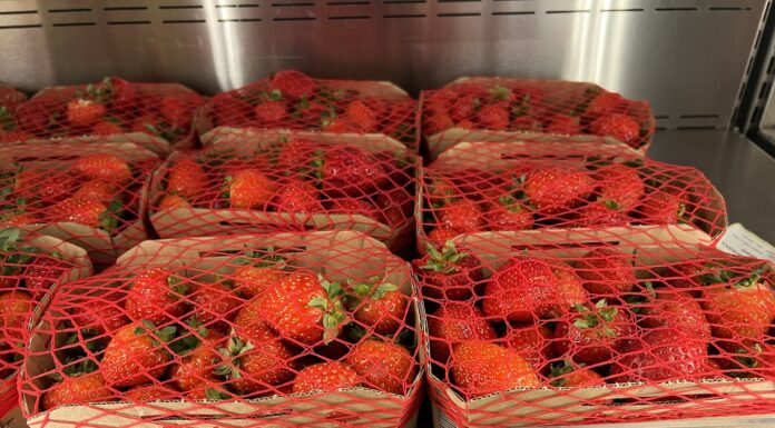 Ceny truskawki powtarzającej owocowanie w hurcie i detalu