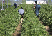 Zniknęło 12 tys. gospodarstw w ciągu 5 lat